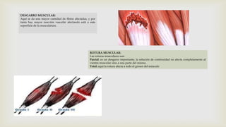 DESGARRO MUSCULAR:
Aquí se da una mayor cantidad de fibras afectadas, y por
tanto hay mayor reacción vascular afectando está a más
superficie de la musculatura.

ROTURA MUSCULAR:
Las roturas musculares son:
Parcial: es un desgarro importante, la solución de continuidad no afecta completamente al
vientre muscular sino a una parte del mismo.
Total: aquí la rotura afecta a todo el grosor del músculo

 