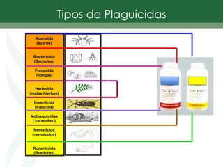 Acaricida
(ácaros)
Bactericida
(Bacterias)
Fungicida
(hongos)
Herbicida
(malas hierbas)
Insecticida
(insectos)
Molusquicidas
( caracoles )
Nematicida
(nemátodos)
Rodenticida
(Roedores)
Tipos de Plaguicidas
 