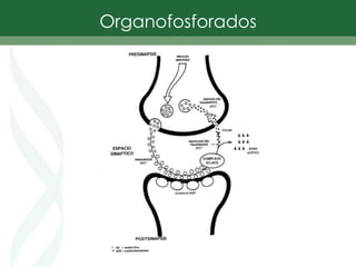 Organofosforados
 