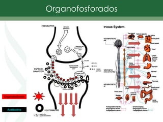 Organofosforados
Organofosforado
Acetilcolina
 