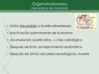 Organofosforados
Mecanismo de toxicidad
• Unión irreversible a Acetilcolinesterasa
• Inactivación permanente de la enzima
• Acumulación acetilcolina  crisis colinérgica
 Después de 8 hrs: envejecimiento enzimático
 Después de 24 hrs: secuelas neurológicas, muerte
 