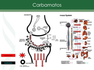 Carbamatos
Carbamatos
Acetilcolina
 