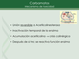 Carbamatos
Mecanismo de toxicidad
• Unión reversible a Acetilcolinesterasa
• Inactivación temporal de la enzima
• Acumulación acetilcolina  crisis colinérgica
• Después de 6 hrs: se reactiva función enzima
 