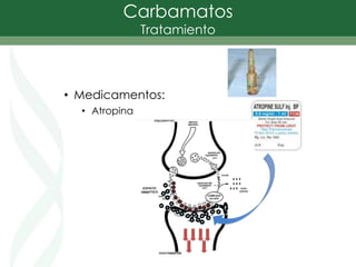 Carbamatos
Tratamiento
• Medicamentos:
• Atropina
 