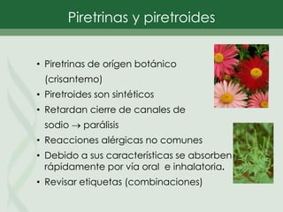 Piretrinas y piretroides
• Piretrinas de orígen botánico
(crisantemo)
• Piretroides son sintéticos
• Retardan cierre de canales de
sodio  parálisis
• Reacciones alérgicas no comunes
• Debido a sus características se absorben
rápidamente por vía oral e inhalatoria.
• Revisar etiquetas (combinaciones)
 