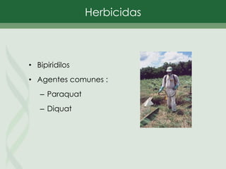 • Bipiridilos
• Agentes comunes :
– Paraquat
– Diquat
Herbicidas
 