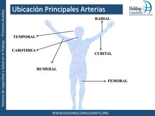 SistemadeseguridadySaludenelTrabajo–PrimerosAuxilios
WWW.HOLDINGCONSULTANTS.ORG
TEMPORAL
CAROTIDEA
HUMERAL
RADIAL
CUBITAL
FEMORAL
Ubicación Principales Arterias
 