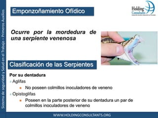 SistemadeseguridadySaludenelTrabajo–PrimerosAuxilios
WWW.HOLDINGCONSULTANTS.ORG
Ocurre por la mordedura de
una serpiente venenosa
Por su dentadura
Aglifas
 No poseen colmillos inoculadores de veneno
Opistoglifas
 Poseen en la parte posterior de su dentadura un par de
colmillos inoculadores de veneno
Emponzoñamiento Ofídico
Clasificación de las Serpientes
 