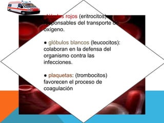 glóbulos rojos (eritrocitos):
responsables del transporte de
oxígeno.
● glóbulos blancos (leucocitos):
colaboran en la defensa del
organismo contra las
infecciones.
● plaquetas: (trombocitos)
favorecen el proceso de
coagulación.
 