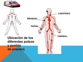 Ubicación de los
diferentes pulsos
y puntos
de presión)
CAROTIDEO
RADIAL
FEMORAL
BRAQUIAL
 