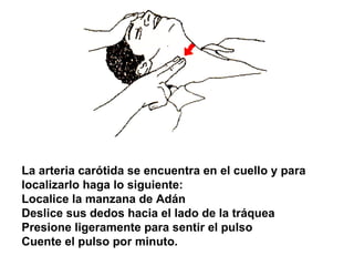 La arteria carótida se encuentra en el cuello y para localizarlo haga lo siguiente:  Localice la manzana de Adán  Deslice ...