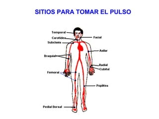 SITIOS PARA TOMAR EL PULSO   El pulso se puede tomar en cualquier arteria supeficial que pueda comprimirse contra un hueso...