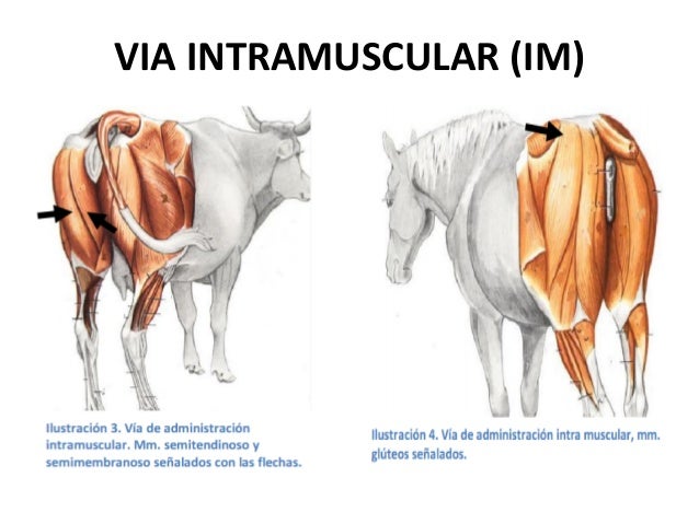 inyeccion intramuscular profunda en bovinos