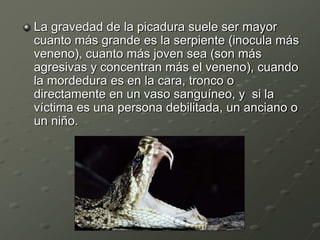 La gravedad de la picadura suele ser mayor
cuanto más grande es la serpiente (inocula más
veneno), cuanto más joven sea (son más
agresivas y concentran más el veneno), cuando
la mordedura es en la cara, tronco o
directamente en un vaso sanguíneo, y si la
víctima es una persona debilitada, un anciano o
un niño.
 