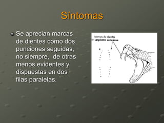 Síntomas
Se aprecian marcas
de dientes como dos
punciones seguidas,
no siempre, de otras
menos evidentes y
dispuestas en dos
filas paralelas.
 