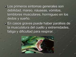 Los primeros síntomas generales son
debilidad, mareo, náuseas, vómitos,
temblores musculares, hormigueo en los
dedos y sueño.
En casos graves puede haber parálisis de
la musculatura del cuello y extremidades,
fatiga y dificultad para respirar.
 