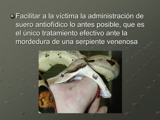 Facilitar a la víctima la administración de
suero antiofídico lo antes posible, que es
el único tratamiento efectivo ante la
mordedura de una serpiente venenosa
 