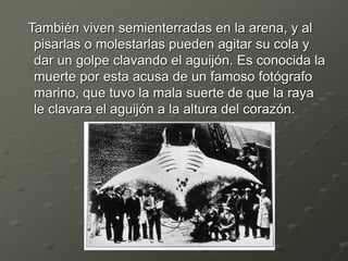 También viven semienterradas en la arena, y al
pisarlas o molestarlas pueden agitar su cola y
dar un golpe clavando el aguijón. Es conocida la
muerte por esta acusa de un famoso fotógrafo
marino, que tuvo la mala suerte de que la raya
le clavara el aguijón a la altura del corazón.
 