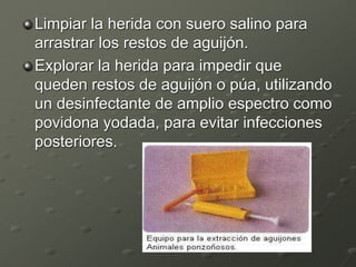 Limpiar la herida con suero salino para
arrastrar los restos de aguijón.
Explorar la herida para impedir que
queden restos de aguijón o púa, utilizando
un desinfectante de amplio espectro como
povidona yodada, para evitar infecciones
posteriores.
 