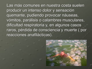 Las más comunes en nuestra costa suelen
producir un intenso dolor y sensación
quemante, pudiendo provocar náuseas,
vómitos, parálisis o calambres musculares,
dificultad respiratoria y, en algunos casos
raros, pérdida de consciencia y muerte ( por
reacciones anafilácticas).
 