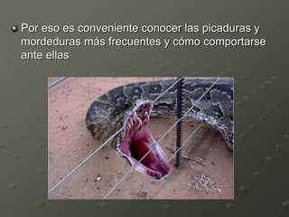 Por eso es conveniente conocer las picaduras y
mordeduras más frecuentes y cómo comportarse
ante ellas
 