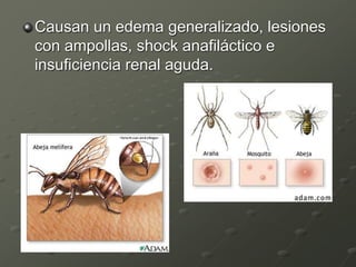 Causan un edema generalizado, lesiones
con ampollas, shock anafiláctico e
insuficiencia renal aguda.
 