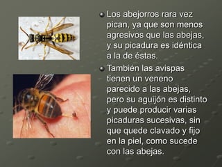 Los abejorros rara vez
pican, ya que son menos
agresivos que las abejas,
y su picadura es idéntica
a la de éstas.
También las avispas
tienen un veneno
parecido a las abejas,
pero su aguijón es distinto
y puede producir varias
picaduras sucesivas, sin
que quede clavado y fijo
en la piel, como sucede
con las abejas.
 
