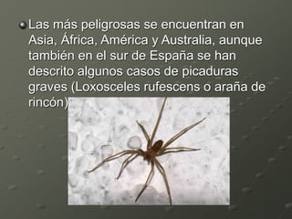 Las más peligrosas se encuentran en
Asia, África, América y Australia, aunque
también en el sur de España se han
descrito algunos casos de picaduras
graves (Loxosceles rufescens o araña de
rincón)
 