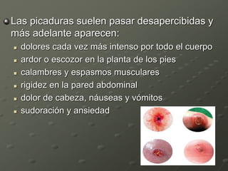 Las picaduras suelen pasar desapercibidas y
más adelante aparecen:
 dolores cada vez más intenso por todo el cuerpo
 ardor o escozor en la planta de los pies
 calambres y espasmos musculares
 rigidez en la pared abdominal
 dolor de cabeza, náuseas y vómitos
 sudoración y ansiedad
 