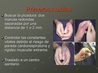 Primeros Auxilios
Buscar la picadura: dos
marcas redondas
separadas por una
distancia de 1 o 2 mm.
Controlar las constantes
vitales debido al riesgo de
parada cardiorespiratoria y
rigidez muscular extrema.
Traslado a un centro
sanitario.
 