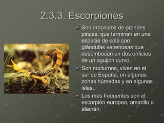 2.3.3. Escorpiones
Son arácnidos de grandes
pinzas, que terminan en una
especie de cola con
glándulas venenosas que
desembocan en dos orificios
de un aguijón curvo.
Son nocturnos, viven en el
sur de España, en algunas
zonas húmedas y en algunas
islas.
Los más frecuentes son el
escorpión europeo, amarillo o
alacrán.
 