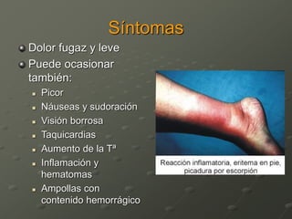 Síntomas
Dolor fugaz y leve
Puede ocasionar
también:
 Picor
 Náuseas y sudoración
 Visión borrosa
 Taquicardias
 Aumento de la Tª
 Inflamación y
hematomas
 Ampollas con
contenido hemorrágico
 
