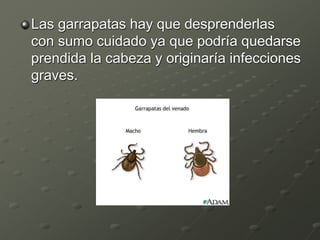 Las garrapatas hay que desprenderlas
con sumo cuidado ya que podría quedarse
prendida la cabeza y originaría infecciones
graves.
 