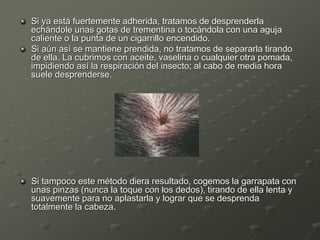 Si ya está fuertemente adherida, tratamos de desprenderla
echándole unas gotas de trementina o tocándola con una aguja
caliente o la punta de un cigarrillo encendido.
Si aún así se mantiene prendida, no tratamos de separarla tirando
de ella. La cubrimos con aceite, vaselina o cualquier otra pomada,
impidiendo así la respiración del insecto; al cabo de media hora
suele desprenderse.
Si tampoco este método diera resultado, cogemos la garrapata con
unas pinzas (nunca la toque con los dedos), tirando de ella lenta y
suavemente para no aplastarla y lograr que se desprenda
totalmente la cabeza.
 