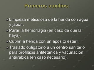 Primeros auxilios:
Limpieza meticulosa de la herida con agua
y jabón.
Parar la hemorragia (en caso de que la
haya).
Cubrir la herida con un apósito estéril.
Traslado obligatorio a un centro sanitario
para profilaxis antitetánica y vacunación
antirrábica (en caso necesario).
 
