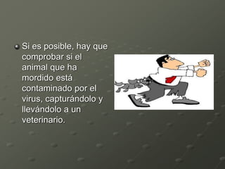 Si es posible, hay que
comprobar si el
animal que ha
mordido está
contaminado por el
virus, capturándolo y
llevándolo a un
veterinario.
 