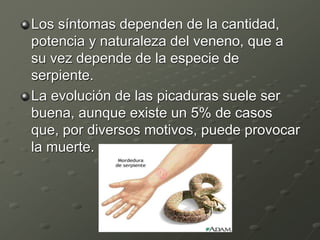 Los síntomas dependen de la cantidad,
potencia y naturaleza del veneno, que a
su vez depende de la especie de
serpiente.
La evolución de las picaduras suele ser
buena, aunque existe un 5% de casos
que, por diversos motivos, puede provocar
la muerte.
 