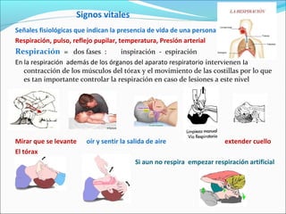 Signos vitales
Señales fisiológicas que indican la presencia de vida de una persona
Respiración, pulso, reflejo pupilar, temperatura, Presión arterial
Respiración = dos fases : inspiración - espiración
En la respiración además de los órganos del aparato respiratorio intervienen la
contracción de los músculos del tórax y el movimiento de las costillas por lo que
es tan importante controlar la respiración en caso de lesiones a este nivel
Mirar que se levante oír y sentir la salida de aire extender cuello
El tórax
Si aun no respira empezar respiración artificial
 