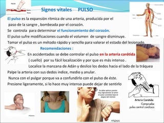 Signos vitales PULSO
El pulso es la expansión rítmica de una arteria, producida por el
paso de la sangre , bombeada por el corazón.
Se controla para determinar el funcionamiento del corazón.
El pulso sufre modificaciones cuando el volumen de sangre disminuye.
Tomar el pulso es un método rápido y sencillo para valorar el estado del lesionado.
Recomendaciones :
En accidentados se debe controlar el pulso en la arteria carótida
( cuello) por su fácil localización y por que es más intenso .
Localice la manzana de Adán y deslice los dedos hacia el lado de la tráquea
Palpe la arteria con sus dedos indice, medio y anular.
Nunca con el pulgar porque va a confundirlo con el pulso de éste.
Presione ligeramente, si lo hace muy intenso puede dejar de sentirlo
 