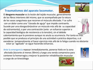 Traumatismos del aparato locomotor.
El desgarro muscular es la lesión del tejido muscular, generalmente
de las fibras interiores del mismo, que va acompañada por la rotura
de los vasos sanguíneos que recorren el músculo afectado. Y se sufre
con un dolor como una "clavada de aguja" que impide contraerlo.
Sucede por una elongación(estirar un músculo más allá de su capacidad
de estiramiento), o por una contracción (ante un esfuerzo superior a
la capacidad biológica de resistencia a la tensión), sin el debido
calentamiento que lo previene aunque no anula su ocurrencia. Por tanto es más
posible que se produzca al principio de una actividad o práctica deportiva, o al
excederse temporalmente al hacer ejercicio más allá de la fatiga cuando no obstante
estar ya "agotado" se sigue haciendo esfuerzos.
Ante la emergencia reposar inmediatamente, ponerse hielo en la zona
afectada (durante al menos 30min) y luego una venda compresiva para
contener la hemorragia y mejorar la posterior rehabilitación muscular
a cargo de un kinesiólogo
 