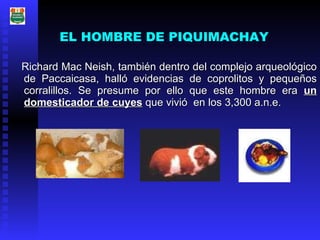 EL HOMBRE DE PIQUIMACHAY Richard Mac Neish, también dentro del complejo arqueológico de Paccaicasa, halló evidencias de coprolitos y pequeños corralillos. Se presume por ello que este hombre era  un domesticador de cuyes  que vivió  en los 3,300 a.n.e.   