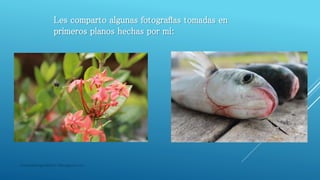 masquefotografias0511@blogspot.com
Les comparto algunas fotografías tomadas en
primeros planos hechas por mi:
 