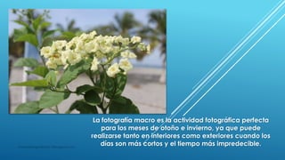 La fotografía macro es la actividad fotográfica perfecta
para los meses de otoño e invierno, ya que puede
realizarse tanto en interiores como exteriores cuando los
días son más cortos y el tiempo más impredecible.masquefotografias0511@blogspot.com
 