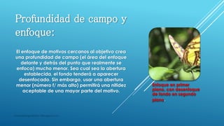 Profundidad de campo y
enfoque:
masquefotografias0511@blogspot.com
El enfoque de motivos cercanos al objetivo crea
una profundidad de campo (el área del enfoque
delante y detrás del punto que realmente se
enfoca) mucho menor. Sea cual sea la abertura
establecida, el fondo tenderá a aparecer
desenfocado. Sin embargo, usar una abertura
menor (número f/ más alto) permitirá una nitidez
aceptable de una mayor parte del motivo.
Enfoque en primer
plano, con desenfoque
de fondo en segundo
plano.
 