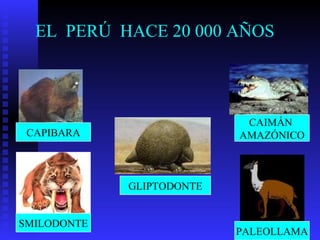 EL PERÚ HACE 20 000 AÑOS




                            CAIMÁN
 CAPIBARA                  AMAZÓNICO



             GLIPTODONTE


SMILODONTE
                           PALEOLLAMA
 