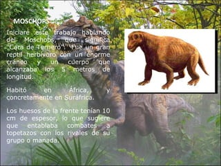 MOSCHOPS Iniciaré este trabajo hablando del Moschops, que significa “Cara de Ternero”.  Fue un gran reptil herbívoro con un enorme cráneo y un cuerpo que alcanzaba los 5 metros de longitud. Habitó en África, y concretamente en Suráfrica.  Los huesos de la frente tenían 10 cm de espesor, lo que sugiere que entablaba combates a topetazos con los rivales de su grupo o manada. 