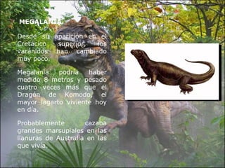 MEGALANIA Desde su aparición en el Cretácico superior, los varánidos han cambiado muy poco.  Megalania podría haber medido 8 metros y pesado cuatro veces más que el Dragón de Komodo, el mayor lagarto viviente hoy en día. Probablemente cazaba grandes marsupiales en las llanuras de Australia en las que vivía. 