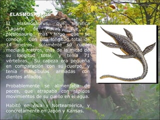ELASMOSAURUS El elasmosaurus, que significa “Lagarto de Placas”, fue el plesiosaurio más largo que se conoce.  Con una longitud total de 14 metros, solamente su cuello medía 8 metros, más de la mitad de su longitud total, y tenía 71 vértebras.  Su cabeza era pequeña en comparación con su cuerpo, y tenía mandíbulas armadas con dientes afilados.  Probablemente se alimentaba de peces, que atrapaba con rápidos movimientos de su cuello en el agua. Habitó en Asia y Norteamérica, y concretamente en Japón y Kansas. 