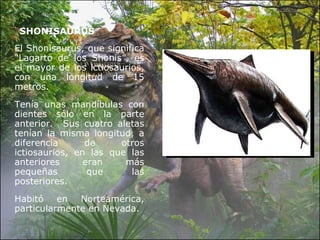 SHONISAURUS El Shonisaurus, que significa “Lagarto de los Shonis”, es el mayor de los ictiosaurios, con una longitud de 15 metros. Tenía unas mandíbulas con dientes sólo en la parte anterior.  Sus cuatro aletas tenían la misma longitud, a diferencia de otros ictiosaurios, en las que las anteriores eran más pequeñas que las posteriores. Habitó en Norteamérica, particularmente en Nevada. 