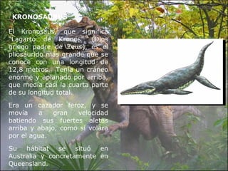 KRONOSAURUS El Kronosaus, que significa “Lagarto de Kronos” (Dios griego padre de Zeus), es el pliosáurido más grande que se conoce con una longitud de 12,8 metros.  Tenía un cráneo enorme y aplanado por arriba, que medía casi la cuarta parte de su longitud total.  Era un cazador feroz, y se movía a gran velocidad batiendo sus fuertes aletas arriba y abajo, como si volara por el agua. Su hábitat se situó en Australia y concretamente en Queensland. 